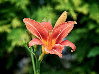 ЛИЛЕЙНИК Hemerocallis garden сад tree дерево plant цветок flower растение grow выращивание vegetable огород многолетние fruit seeds grass семена berry growing landscaping трава planting gardening perennial посадка cultivation shrub фрукт ягода куст озеленение многолетник овощеводство cадоводство