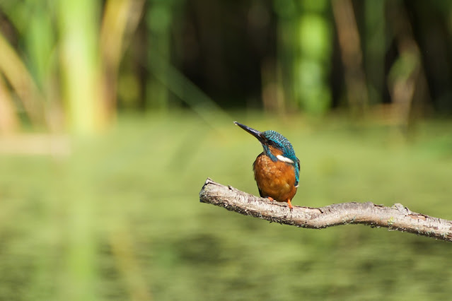 RSPB Rye Meads - Common Kingfisher छोटा किलकिला, राम चिरैया, शरीफन, निता मछराला  (Alcedo atthis)