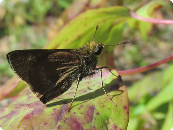 IMG_7546 Northern Broken-Dash Butterfly (2)