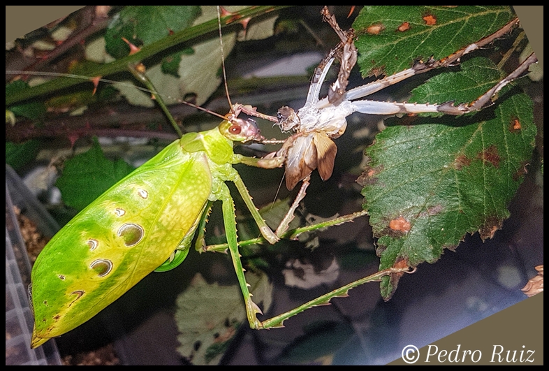 Ancylecha fenestrata realizando la ultima muda