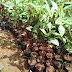  Rosella Si Tanaman Herbal Fungsional