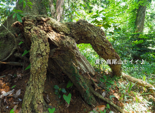 夏の高尾山