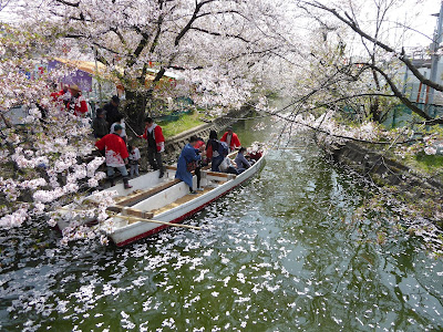 【大阪府門真市三ツ島】砂子水路の桜