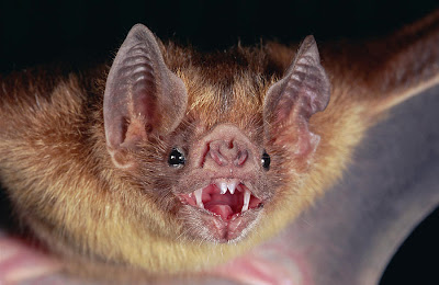 Common vampire Bat