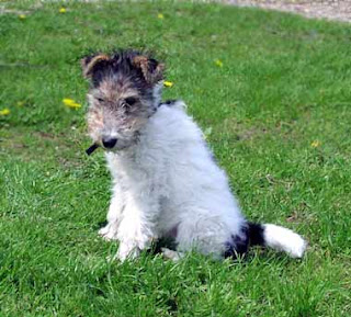 Fox Terrier Puppy Picture