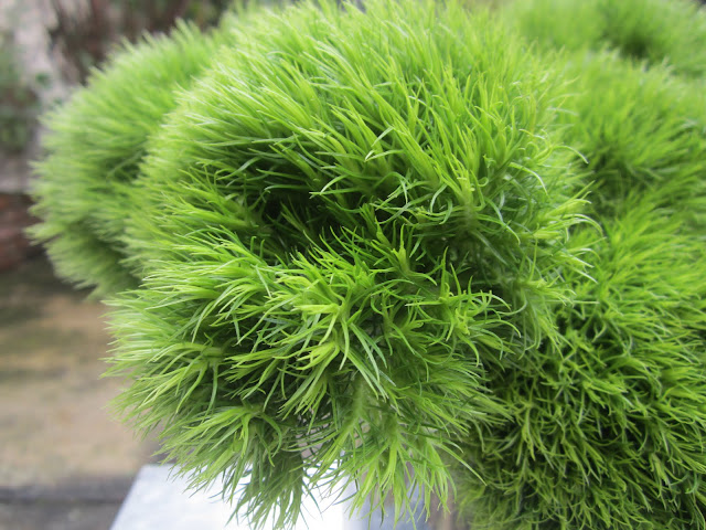 close up of dianthus green trick in a vase 