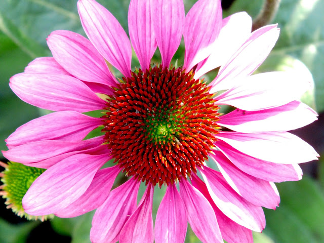 echinacea czyli jeżówka