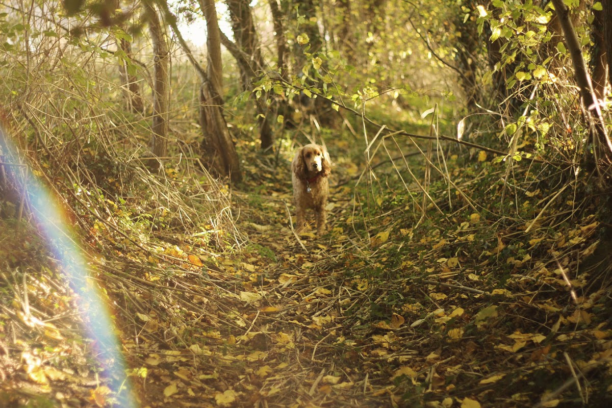 admirals park essex dog