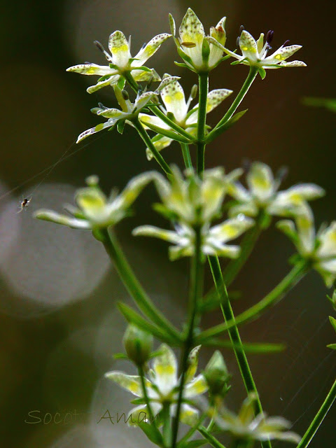 Swertia bimaculata