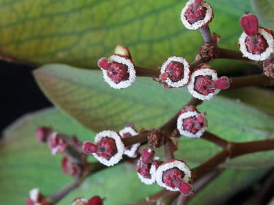 Leiteira-africana-Euphorbia-umbellata-uma-planta-atraente-para-o-seu-jardim