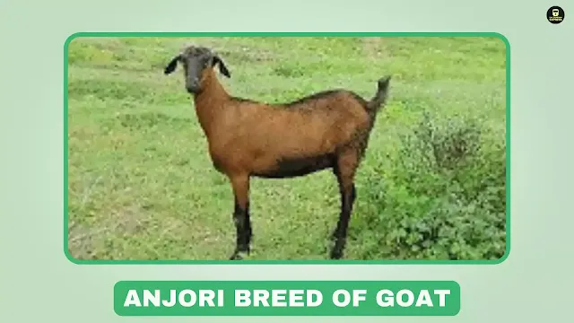 Anjori goat, meat goat, nbagr goat breeds,medium-sized goat, Chhattisgarh goat breed, hardy goat, adaptable goat, Raipur, Durg, Rajnandgaon, Kanker, Dhamtari, Mahasamund