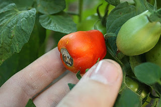 A tomato with blossom end rot from calcium deficiency. Wood ash is high in calcium and helps to supplement the soil to prevent this issue.  (Image Source)