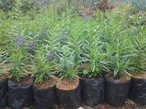 JUAL POHON LAVENDER MURAH BUNGA LAVENDER UNGU JUAL 