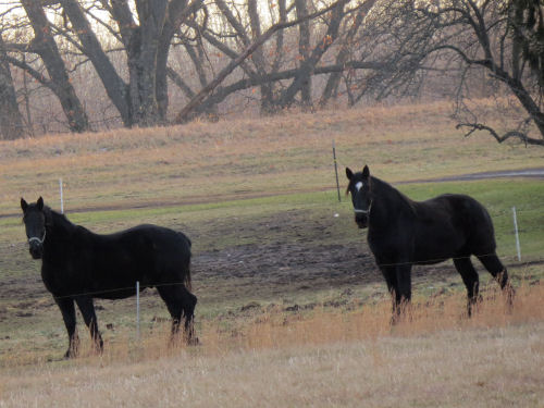 horses