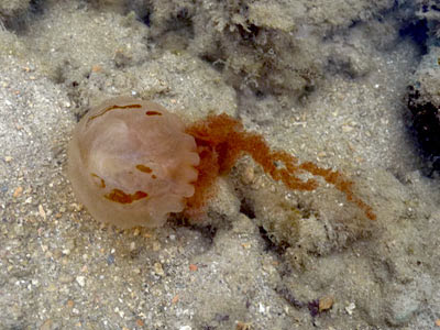 jellyfish