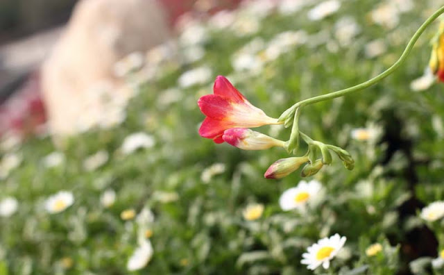 Freesia Flowers Pictures