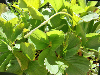 Fresones (Fragaria x ananassa).