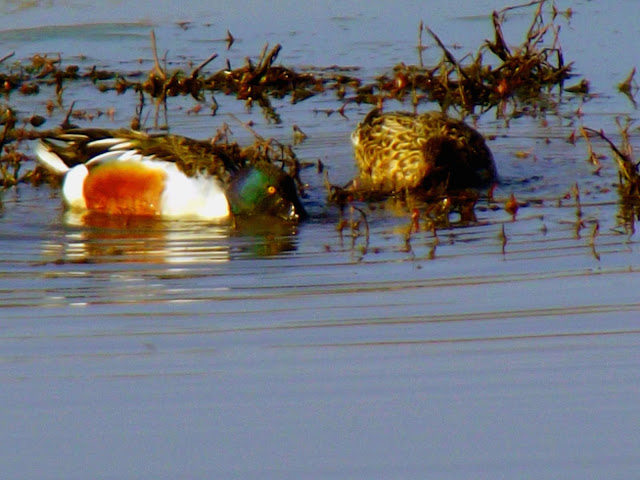 Muscatatuck National Wildlife Refuge - Waterfowl