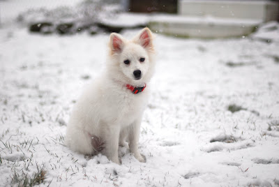 American Eskimo Dog