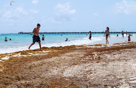 Empresarios de la Riviera Maya piden atender el problema del sargazo “con mayor orden”