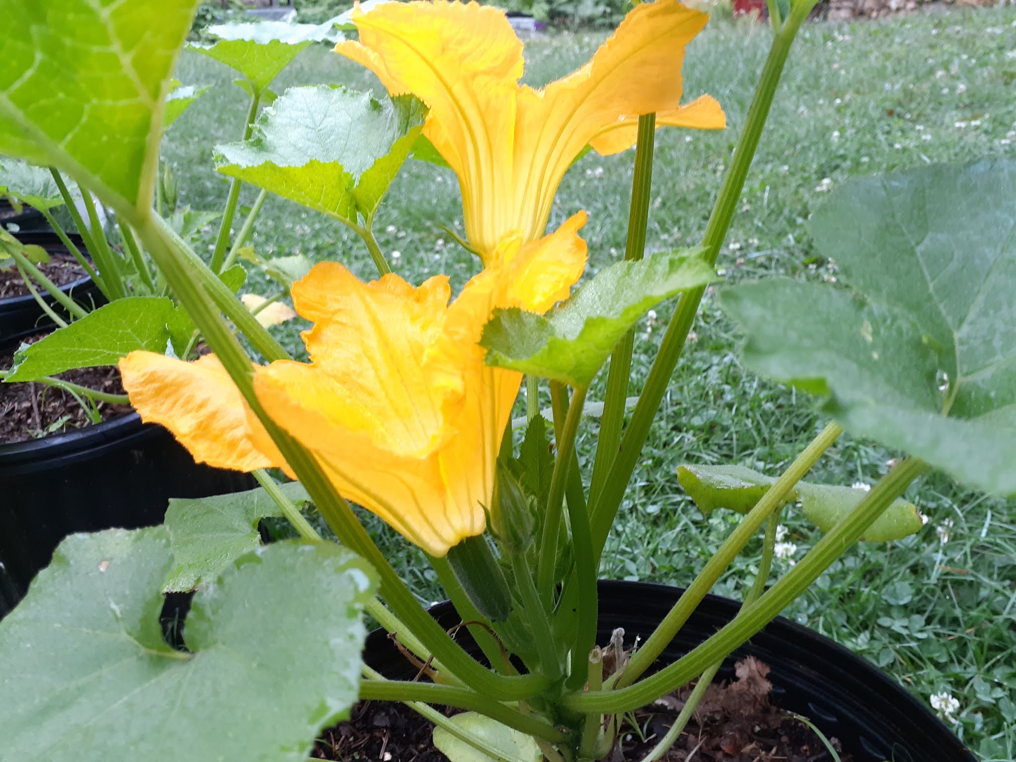 ズッキーニの人工授粉と雄花 雌花の見分け方