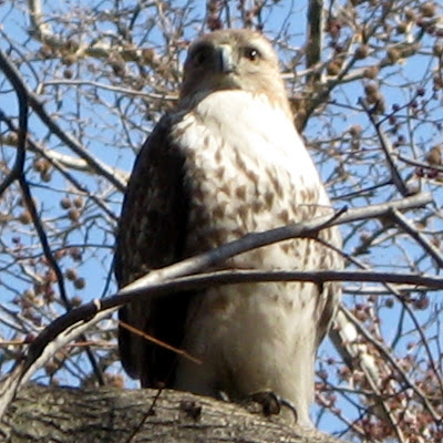 Red-tailed Hawk (Buteo jamaicensis)