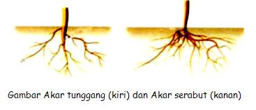 Jenis dan Modifikasi Akar  Coretan Kertas Sekolah