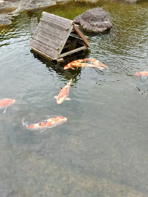 ホテルニューオータニの日本庭園の鯉