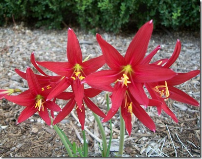 september lilies 002