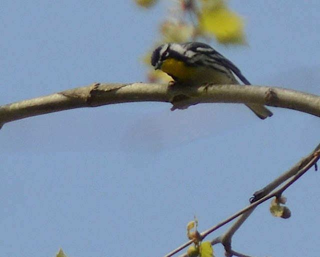 Yellow-throated Warbler along the Little Miami River