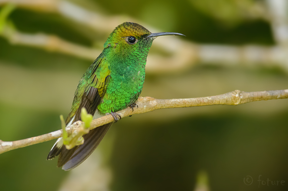 Elvira cupreiceps, Coppery-headed Emerald, koolibri