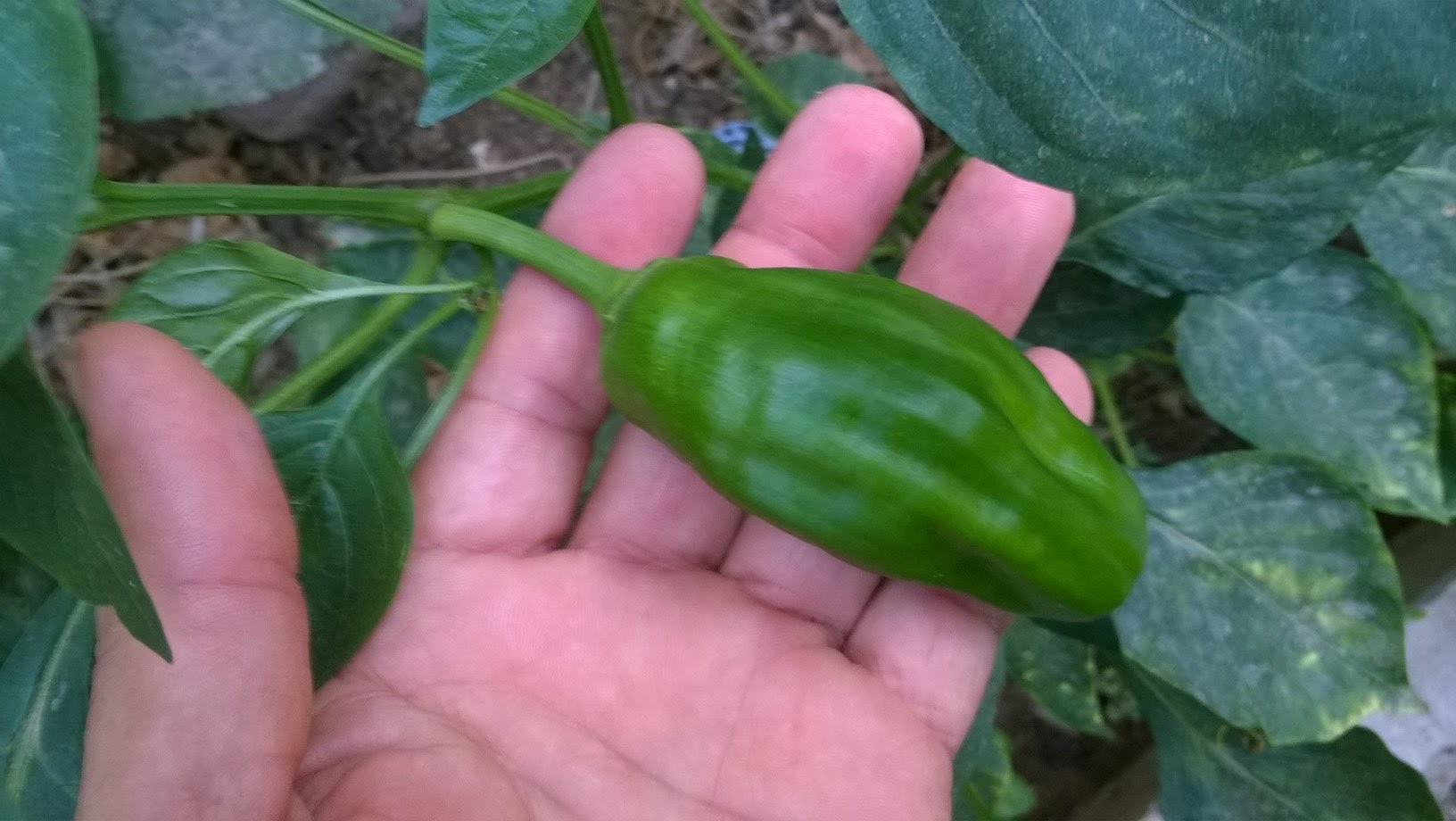 my organic pepper