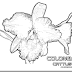 Colorear Orquídea flor nacional de Colombia