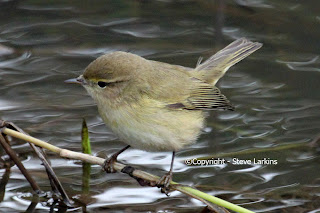 Siberian Chiffchaff