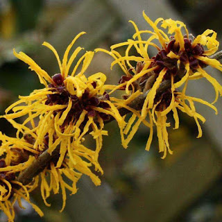 Hamamelis Para Hemorroides