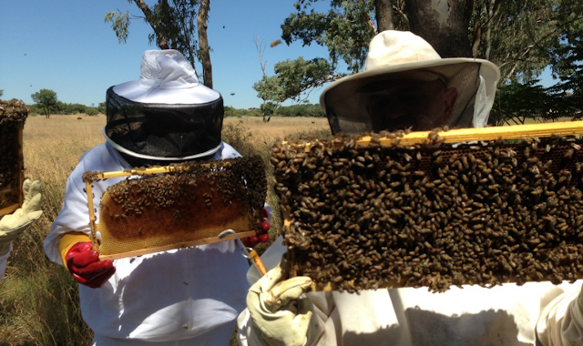 Η μελισσοκομία στην Ελλάδα και οι ντόπιοι πληθυσμοί μελισσών: Τα βασικά συμπεράσματα της έρευνας απο την ερευνήτρια Δρ. Φανή Χατζήνα