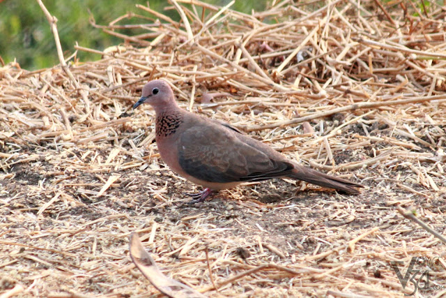 Laughing Dove