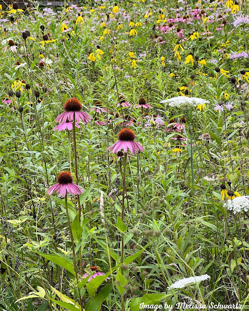 Prairie wildflowers including pink coneflowers, yellow coneflowers, purple bergamot  and white Anne's Lace paint a brilliant late some picture in nature.
