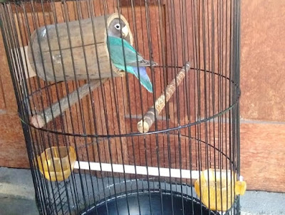 Glodok bambu untuk setingan lovebird lomba single fighter