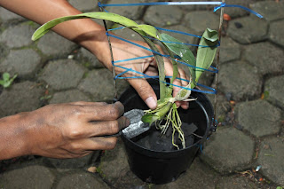 Knowing How to Grow Plants Orchids in Pot A Right and Benefits Orchid