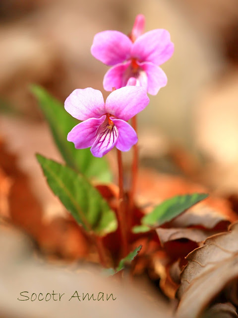 Viola violacea