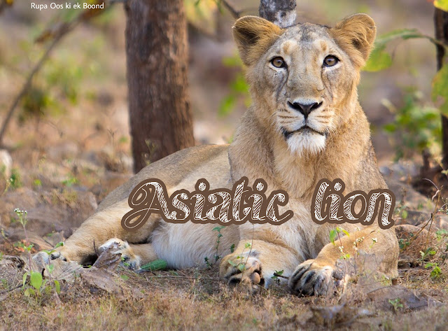 गुजरात का राज्य पशु "एशियाई शेर" || State Animal of Gujrat "Asiatic Lion"