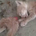 Astaghfirullahalazim! Anak Kucing Dipotong Dua 