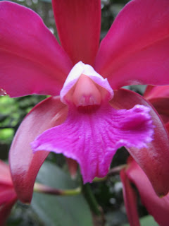 Orchids, National Orchid Garden, Singapore