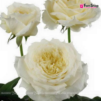 Hoa hồng ngoại Patience Rose HHN0250