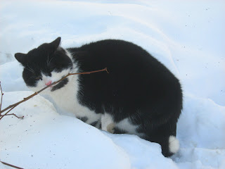 Black and White Cute Fat-Cat