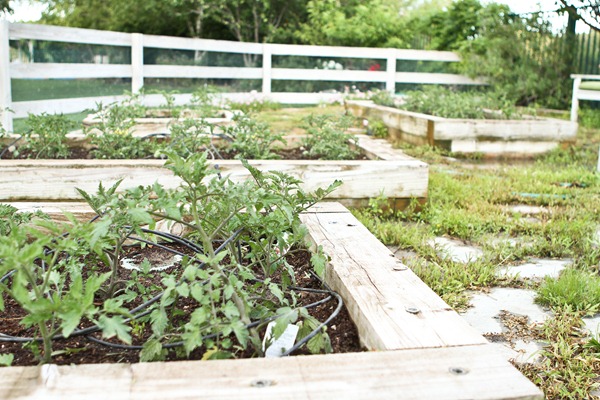 tomatoplant2-1