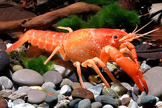 Cara Memelihara Lobster Hias