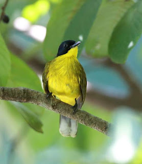 Black Crested Bulbul Bird Pictures