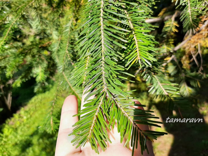 Пихта белокорая / Пихта почкочешуйная (Abies nephrolepis)